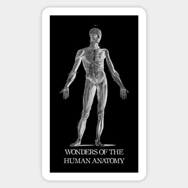 Wonders of the Human Anatomy Sticker by thepeartree